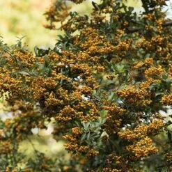 Pyracantha Saphyr Jaune ('Cadaune') -Herbalife Shop pl0000001714 card3 lg