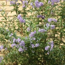 Solanum Crispum 'Glasnevin' -Herbalife Shop pl0000001720 card3 lg