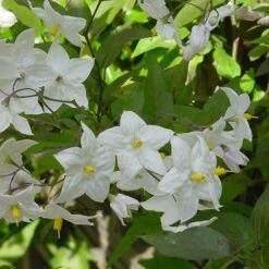 Solanum Laxum 'Album' -Herbalife Shop pl0000001722 card3 lg