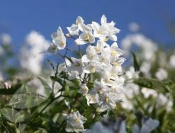 Solanum Laxum 'Album' -Herbalife Shop pl0000001722 card4 lg