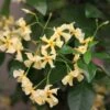 Trachelospermum Asiaticum -Herbalife Shop pl0000001727