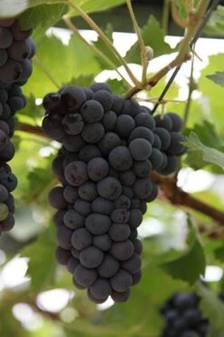 Grape Black Hamburg ('Schiava Grossa') -Herbalife Shop pl0000001731 card2 lg