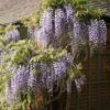 Wisteria Floribunda -Herbalife Shop pl0000001735