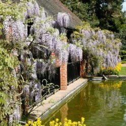 Wisteria Floribunda 11 Wisteria Floribunda -Herbalife Shop pl0000001735 card5 lg