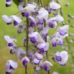 Wisteria × Valderi 'Burford' -Herbalife Shop pl0000001738 card3 lg