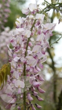 Wisteria Floribunda F. Rosea 'Hon-beni' -Herbalife Shop pl0000001742 card4 lg