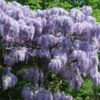 Wisteria Sinensis 'Prolific' -Herbalife Shop pl0000001754
