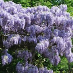 Wisteria Sinensis 'Prolific'