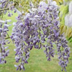 Wisteria Sinensis 'Prolific' -Herbalife Shop pl0000001754 card3 lg