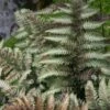 Athyrium Niponicum Var. Pictum
