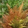 Dryopteris Erythrosora -Herbalife Shop pl0000001823