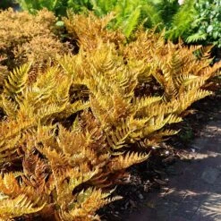 Dryopteris Erythrosora -Herbalife Shop pl0000001823 card5 lg