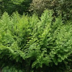 Osmunda Regalis 8 Osmunda Regalis -Herbalife Shop pl0000001834 card2 lg