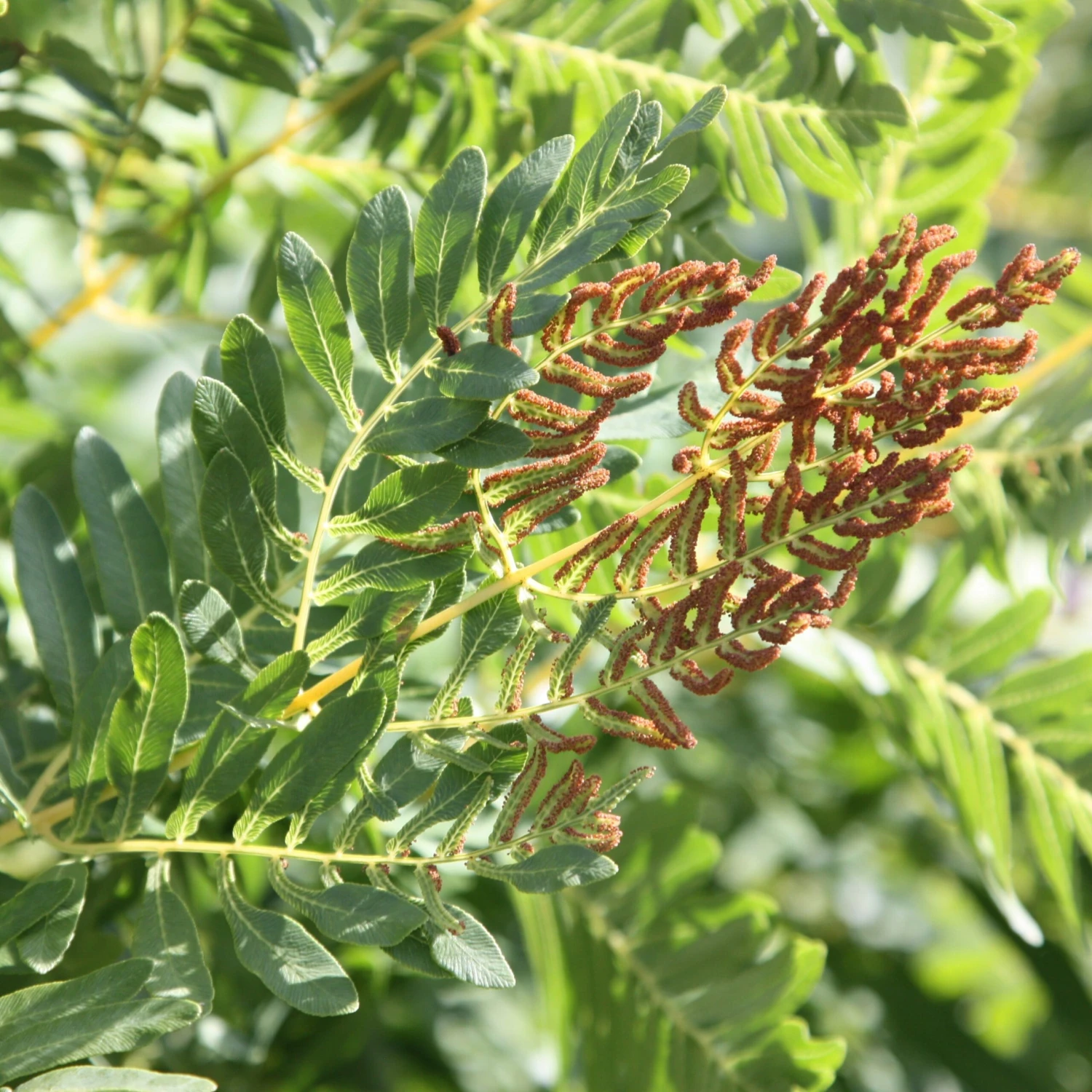Osmunda Regalis 5 Osmunda Regalis - Image 3