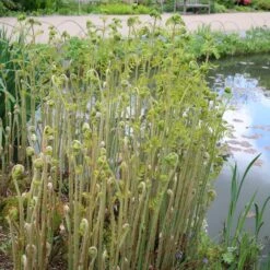 Osmunda Regalis 10 Osmunda Regalis -Herbalife Shop pl0000001834 card4 lg