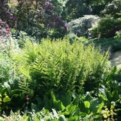 Osmunda Regalis 11 Osmunda Regalis -Herbalife Shop pl0000001834 card5 lg