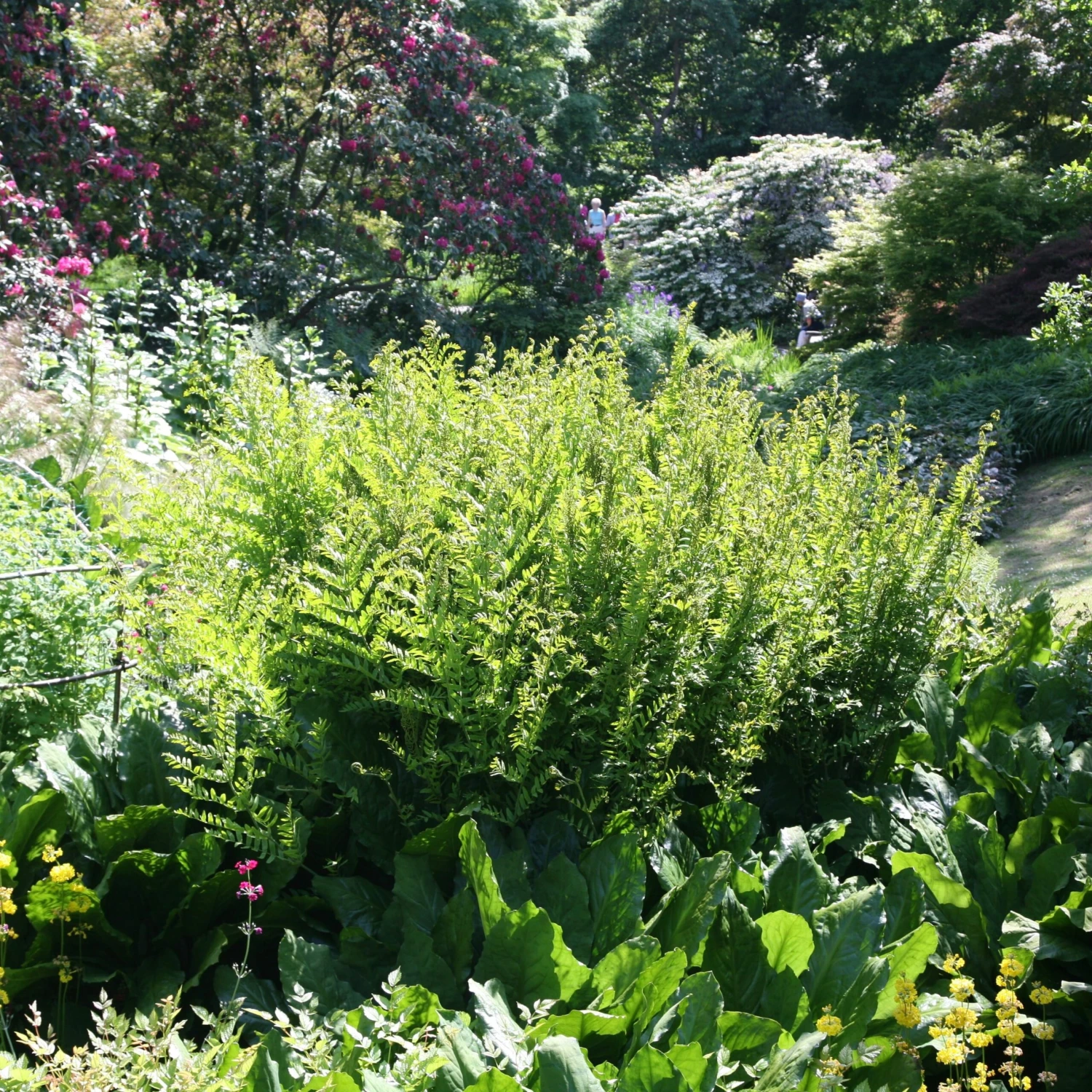 Osmunda Regalis 7 Osmunda Regalis - Image 5