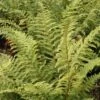 Polystichum Setiferum -Herbalife Shop pl0000001842