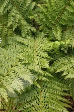 Polystichum Setiferum -Herbalife Shop pl0000001842 card2 lg