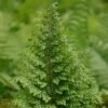 Polystichum Setiferum Plumosomultilobum Group -Herbalife Shop pl0000001845