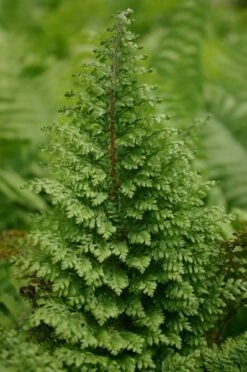 Polystichum Setiferum Plumosomultilobum Group -Herbalife Shop pl0000001845 card3 lg