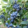 Blueberry 'Bluecrop' -Herbalife Shop pl0000001890