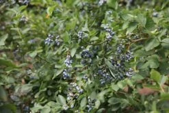 Blueberry 'Bluecrop' -Herbalife Shop pl0000001890 card2 lg