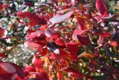 Blueberry 'Bluecrop' -Herbalife Shop pl0000001890 card3 lg