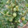 Gooseberry 'Invicta' -Herbalife Shop pl0000001906