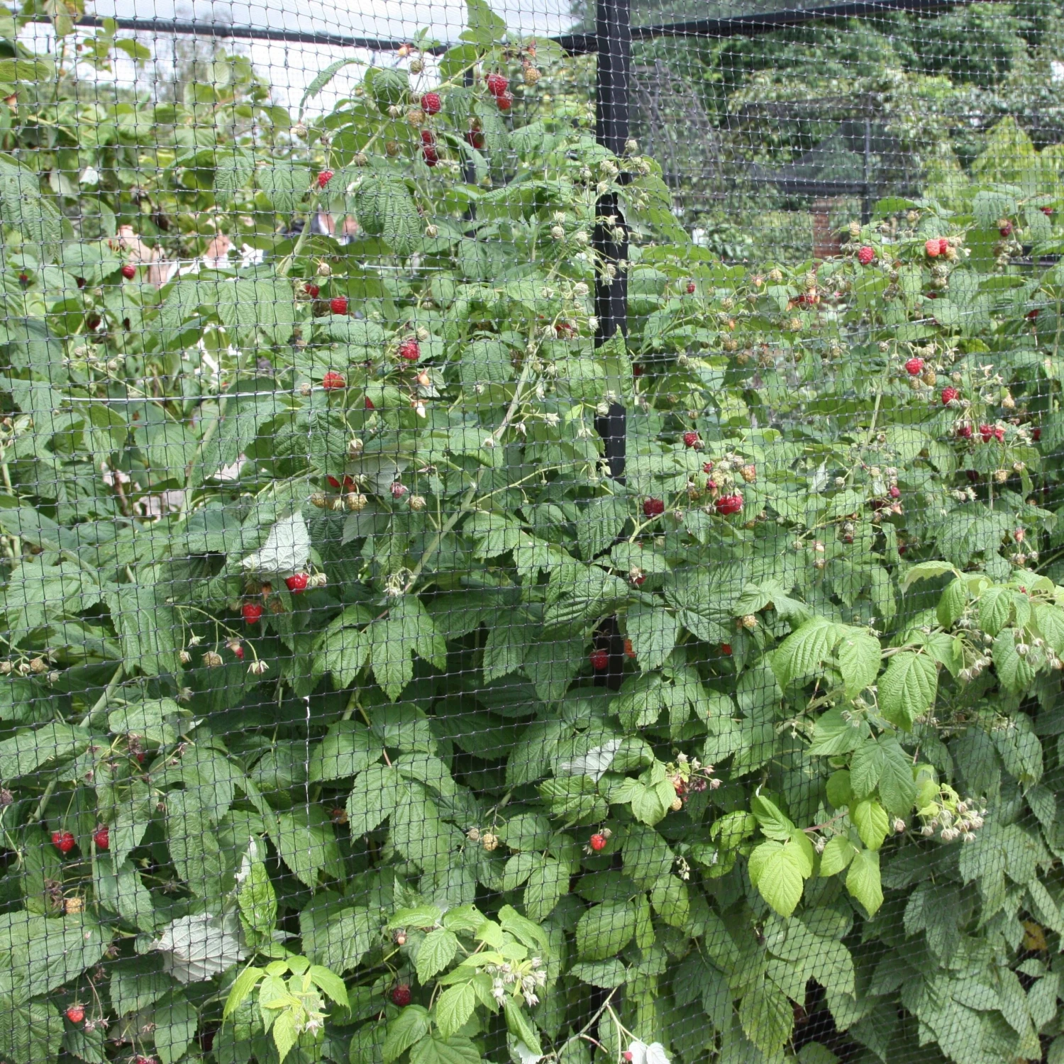 Raspberry 'Autumn Bliss' 6 Raspberry 'Autumn Bliss' - Image 4