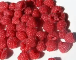 Raspberry 'Glen Ample' (PBR) -Herbalife Shop pl0000001952 card4 lg