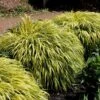 Hakonechloa Macra 'Alboaurea' -Herbalife Shop pl0000001996