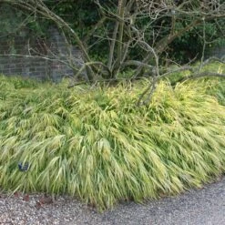 Hakonechloa Macra 'Alboaurea' -Herbalife Shop pl0000001996 card2 lg