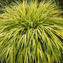 Hakonechloa Macra 'Alboaurea' -Herbalife Shop pl0000001996 card3 lg