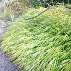 Hakonechloa Macra 'Alboaurea' -Herbalife Shop pl0000001996 card4 lg
