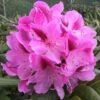 Rhododendron 'Cosmopolitan' -Herbalife Shop pl0000002192