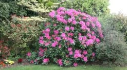 Rhododendron 'Cosmopolitan' 6 Rhododendron 'Cosmopolitan' -Herbalife Shop pl0000002192 card2 lg