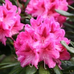 Rhododendron 'Cosmopolitan' 7 Rhododendron 'Cosmopolitan' -Herbalife Shop pl0000002192 card3 lg