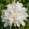 Rhododendron 'Cunningham's White' 1 Rhododendron 'Cunningham's White' -Herbalife Shop pl0000002196