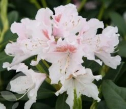 Rhododendron 'Cunningham's White' -Herbalife Shop pl0000002196 card4 lg
