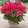Rhododendron 'Nova Zembla' -Herbalife Shop pl0000002242
