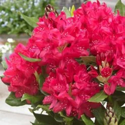 Rhododendron 'Nova Zembla' -Herbalife Shop pl0000002242 card3 lg