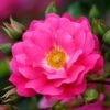Rosa Pink Flower Carpet ('Noatraum') (PBR) -Herbalife Shop pl0000002325