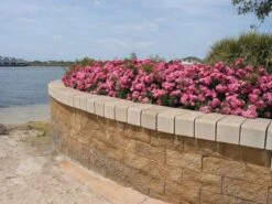 Rosa Pink Flower Carpet ('Noatraum') (PBR) -Herbalife Shop pl0000002325 card5 lg