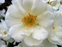 Rosa Flower Carpet White ('Noaschnee') (PBR) -Herbalife Shop pl0000002326 card2 lg
