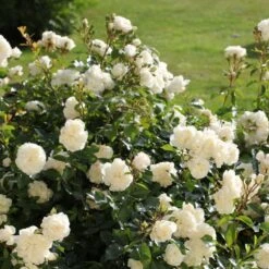 Rosa Flower Carpet White ('Noaschnee') (PBR) -Herbalife Shop pl0000002326 card4 lg