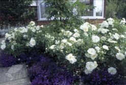 Rosa Flower Carpet White ('Noaschnee') (PBR) -Herbalife Shop pl0000002326 card5 lg
