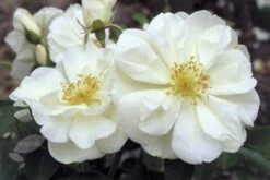 Rosa Flower Carpet White ('Noaschnee') (PBR) -Herbalife Shop pl0000002326 card6 lg