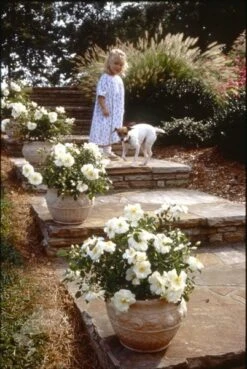 Rosa Flower Carpet White ('Noaschnee') (PBR) -Herbalife Shop pl0000002326 card7 lg