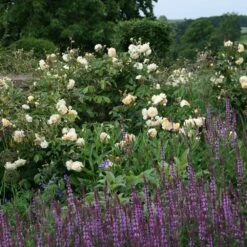 Rosa 'Buff Beauty' -Herbalife Shop pl0000002335 card2 lg